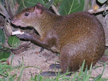 un agouti