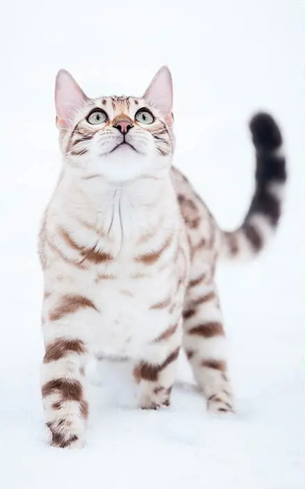 snow lynx