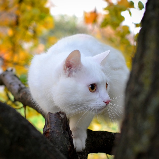 chat blanc