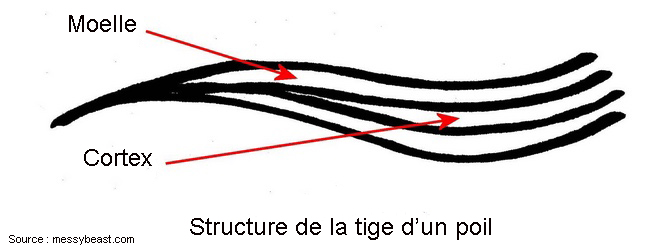 structure du poil