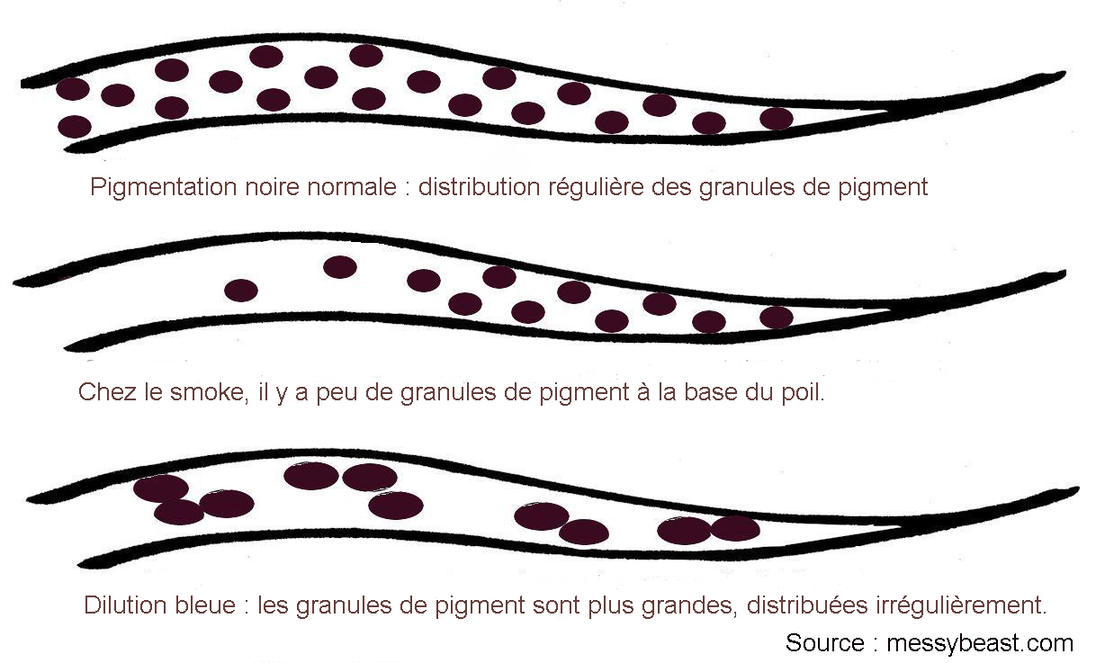 Mécanisme de la dilution