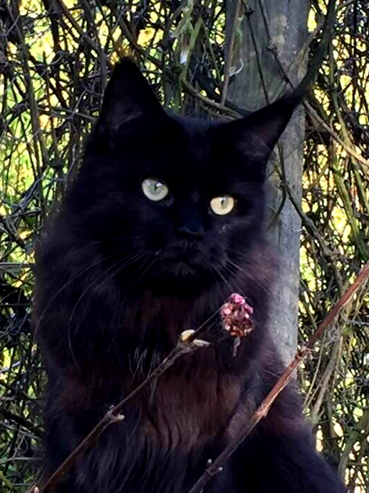 Chatte noire