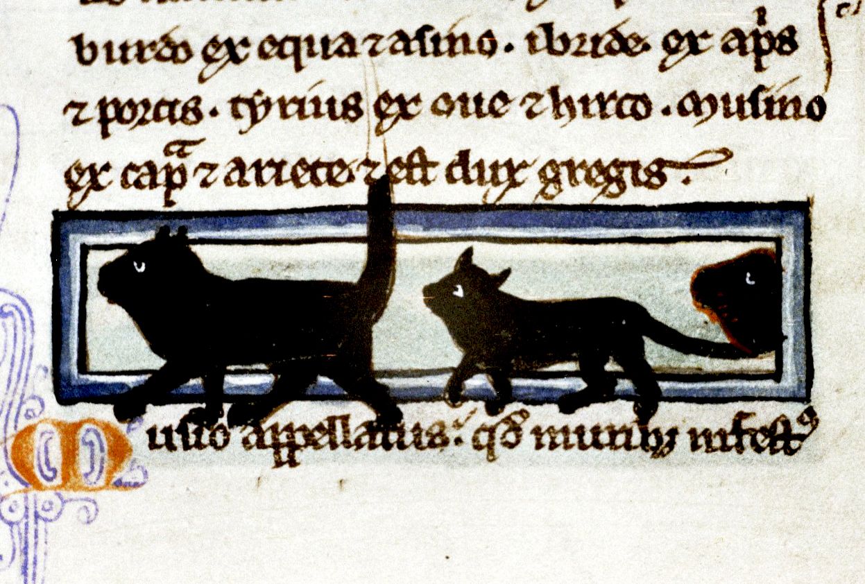 Chats noirs dans un manuscrit