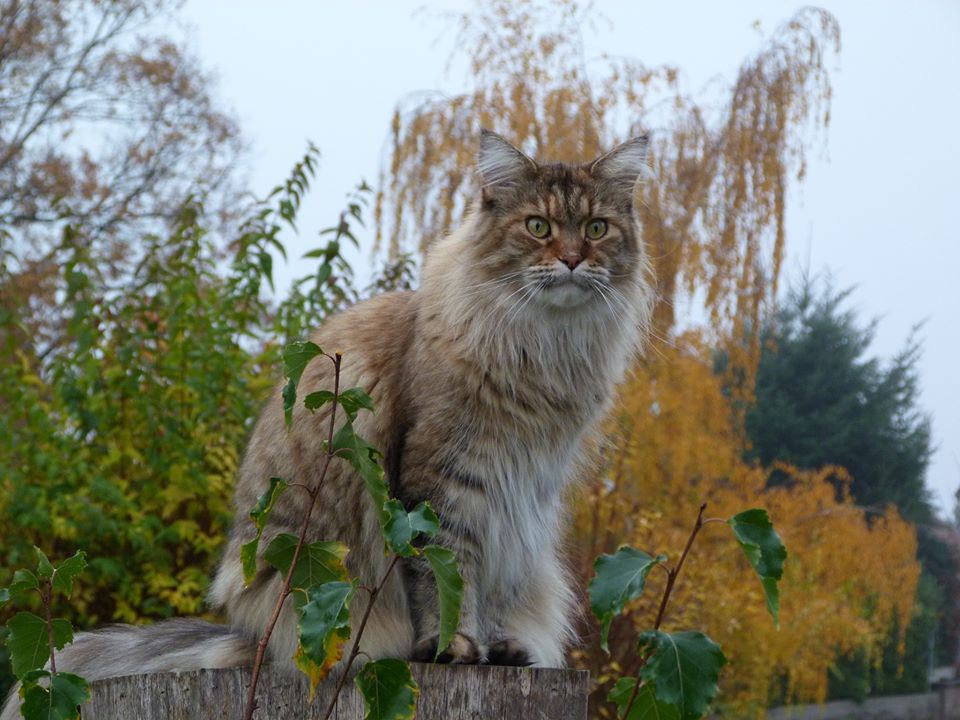 chatte torbie