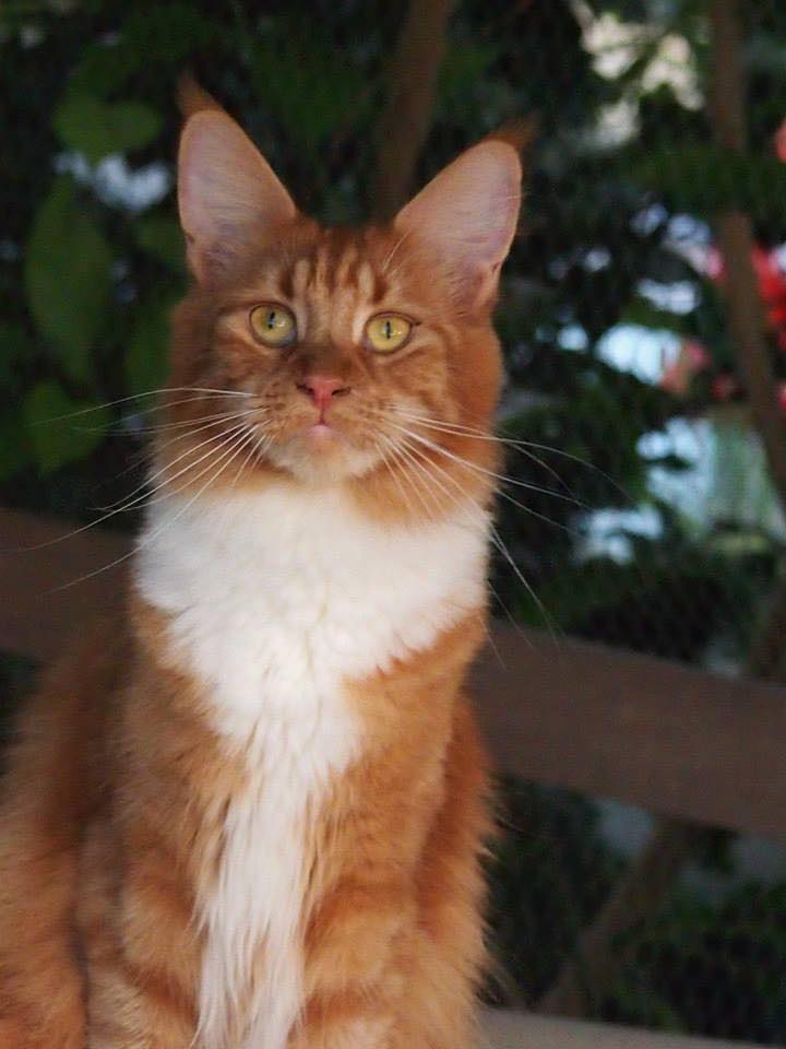 Chatte red self et blanc