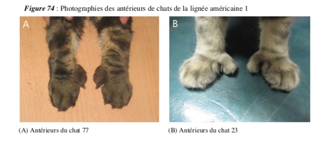 ligné américaine