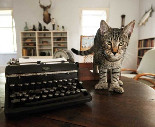 Hemingway cat