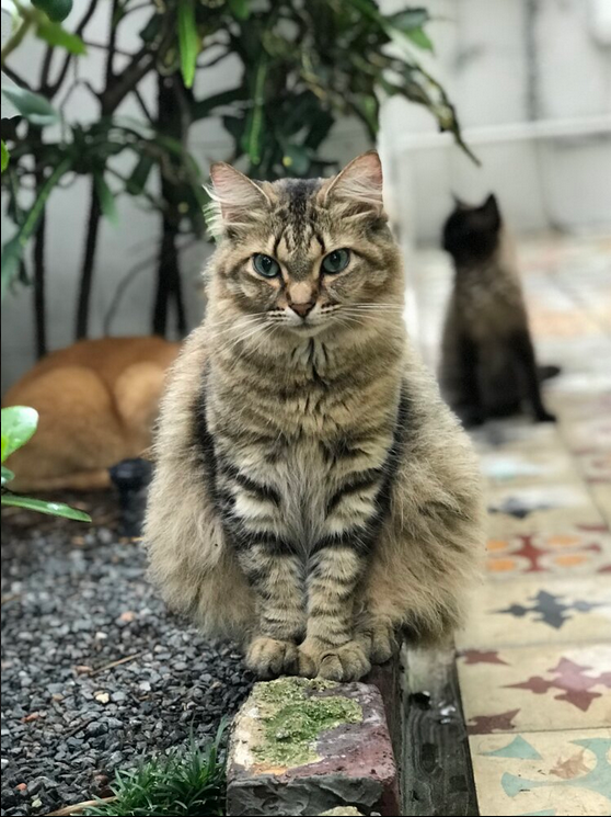 Polydactyle, Hemingway Home