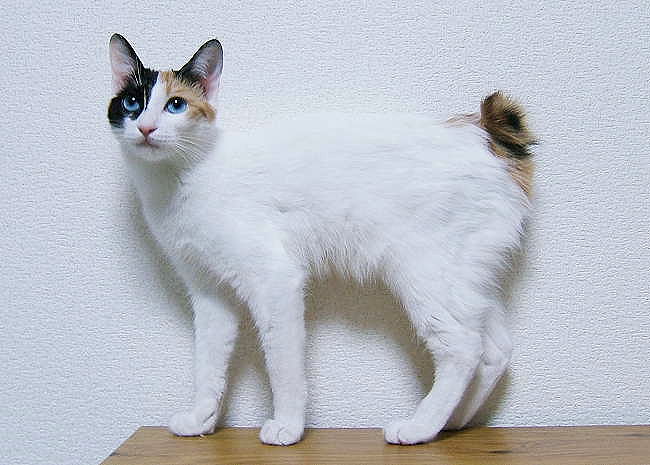 Bobtail japonais