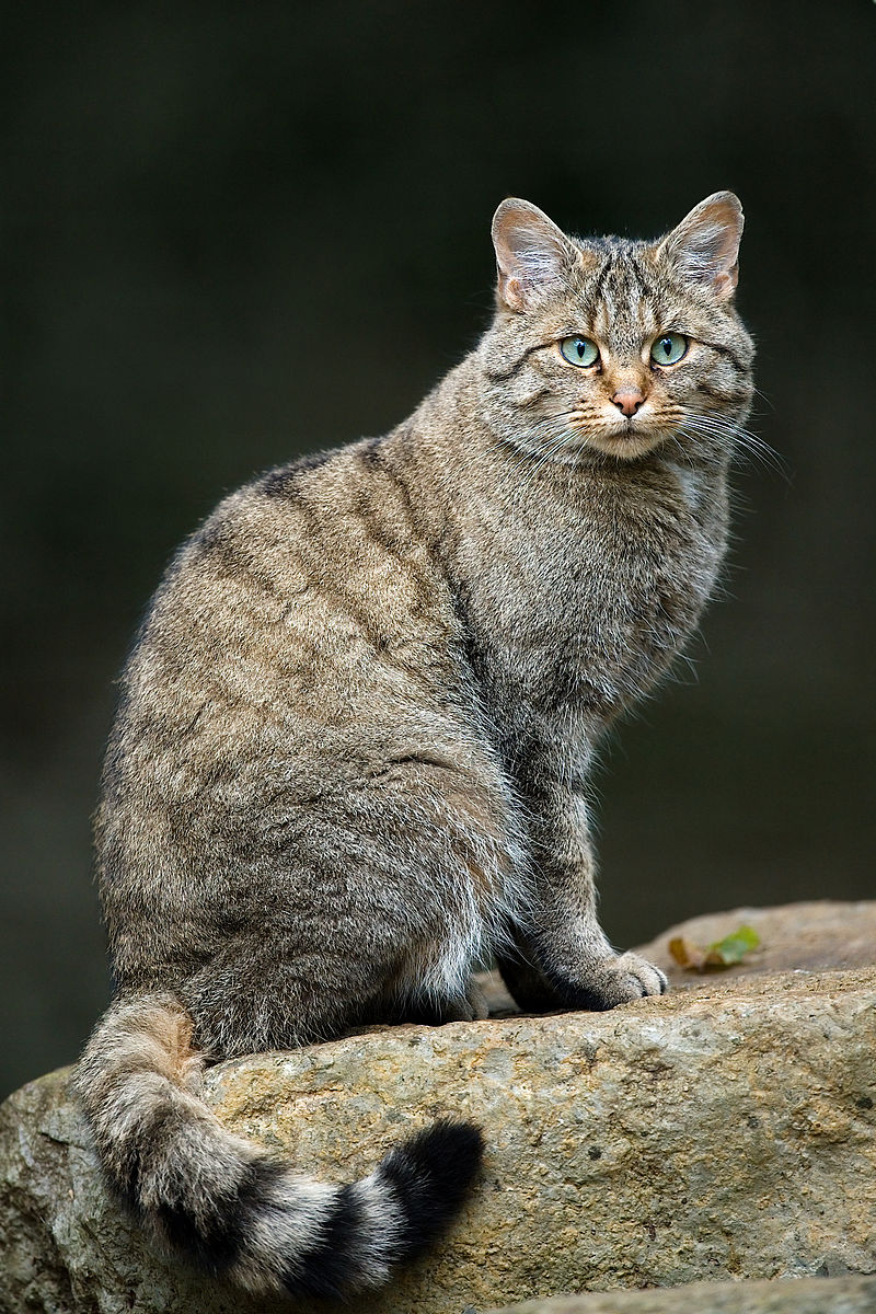 Felis silvestris silvestris