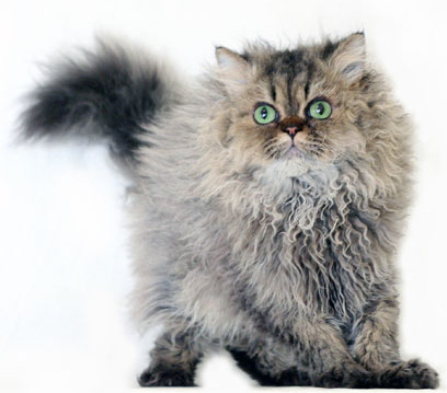 Selkirk rex