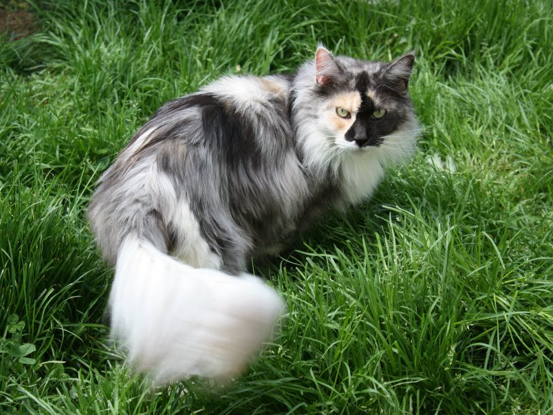 Black tortie smoke et blanc