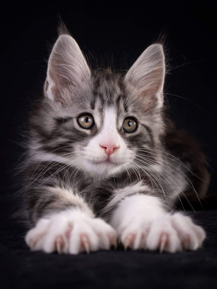 Black silver tabby et blanc