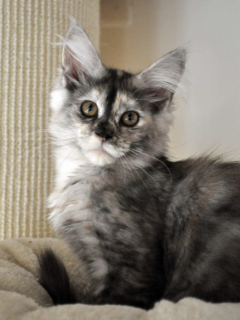 Black tortie smoke