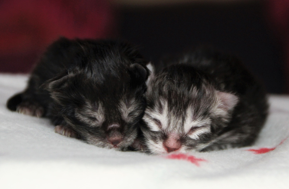 Chatons smoke à gauche et silver à droite