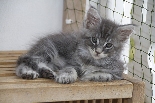 Blue silver tabby