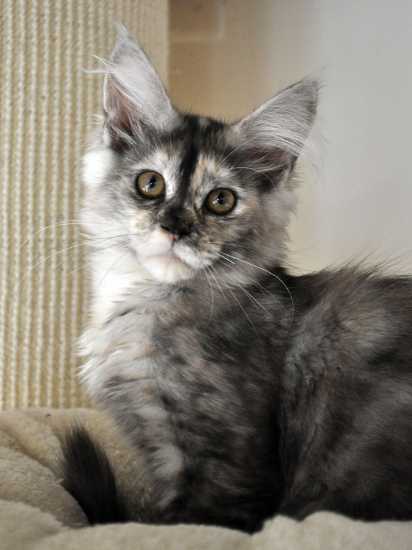 Black tortie smoke