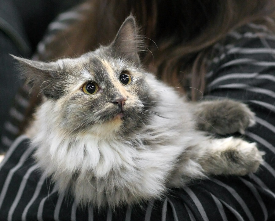 Blue tortie smoke