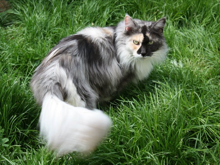 Black tortie smoke et blanc