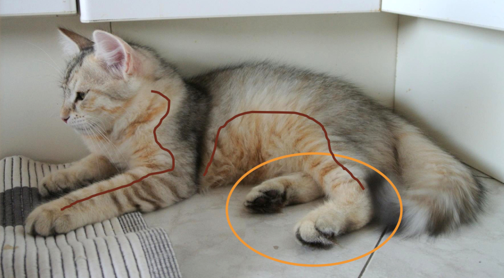 chaton bimétal