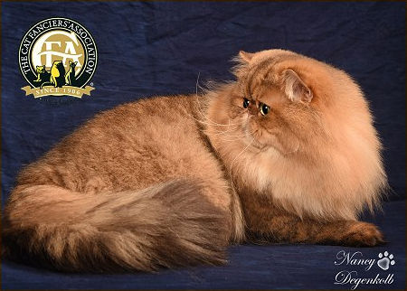 Persan golden