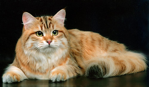 brown sunshine tabby