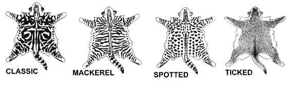 motifs tabby traditionnels