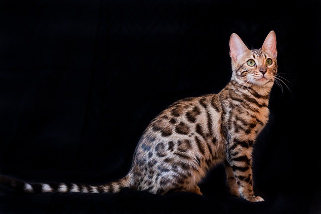 Bengal : variante du motif spotted