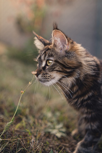 Maine Coon par Miezekieze