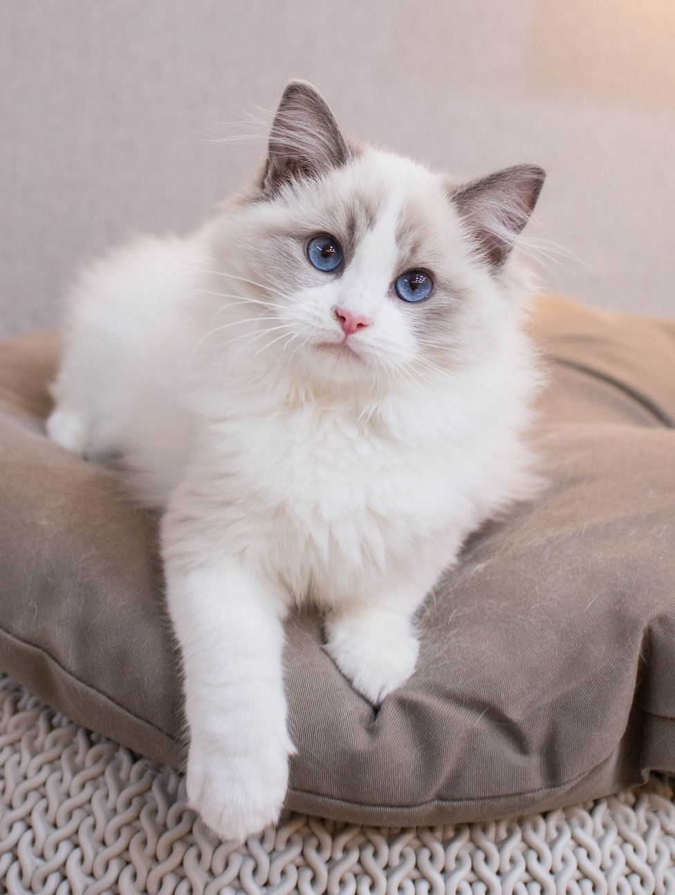 Ragdoll mitted