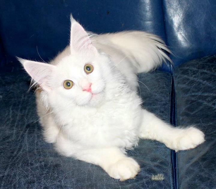 Maine coon blanc