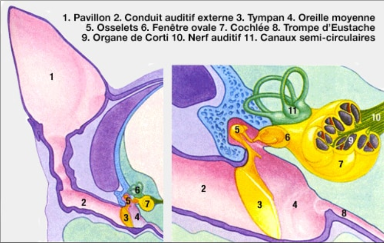 Anatomie de l'oreille du chat