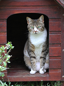 Chat de maison avec panachure