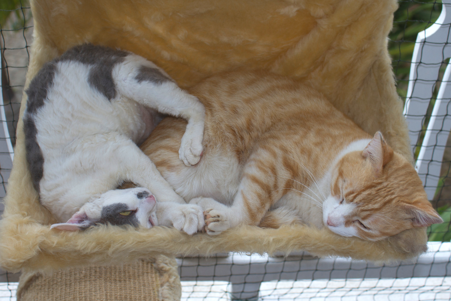 Chats de maison avec panachure