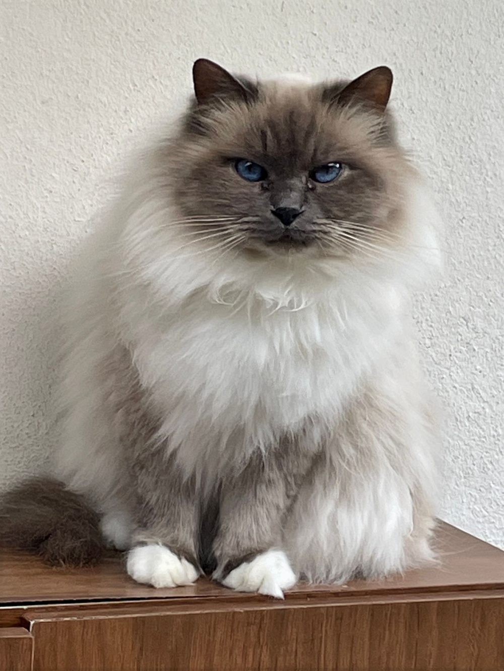 Birman