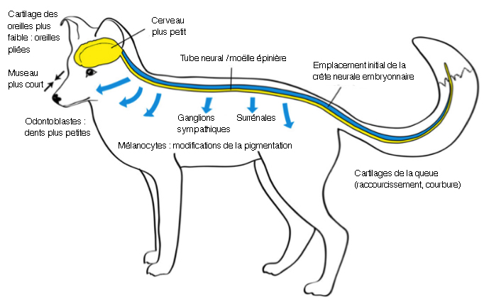 Voies de migration des cellules de la crête neurale