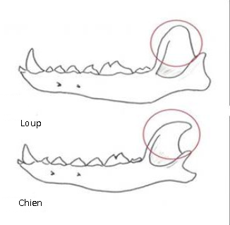 Mâchoire chien vs mâchoire loup