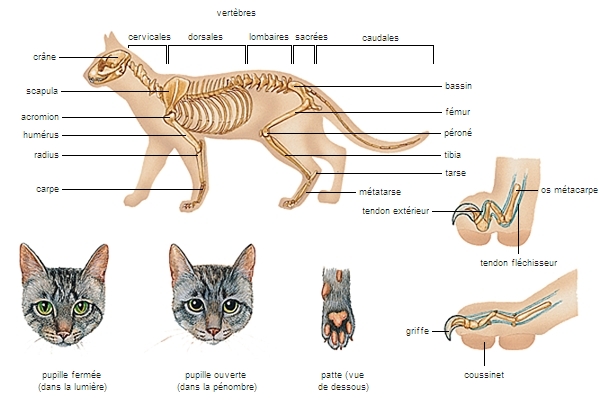 Anatomie du chat